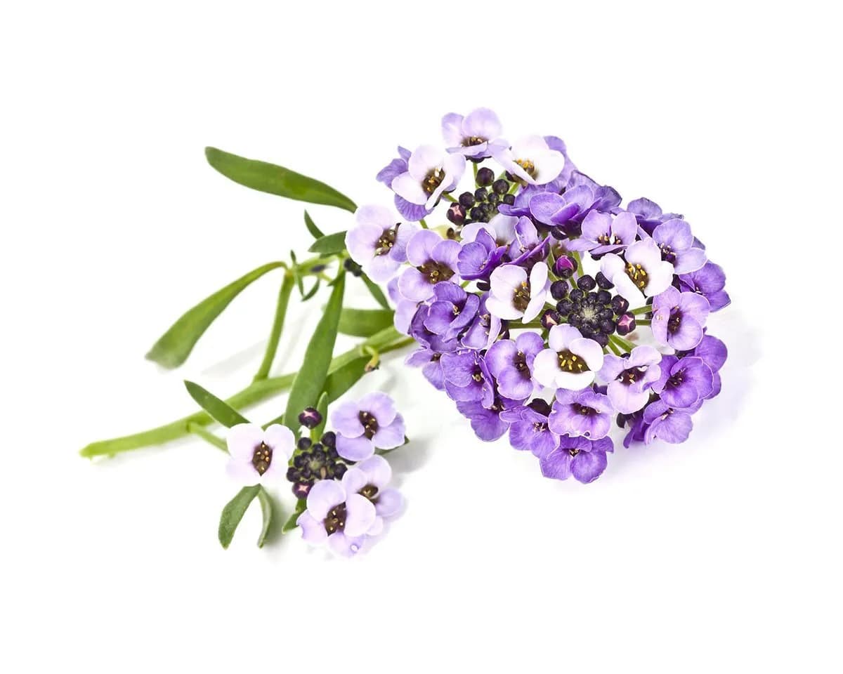 Click and Grow Smart Garden Refill 3-pack - Sweet Alyssum