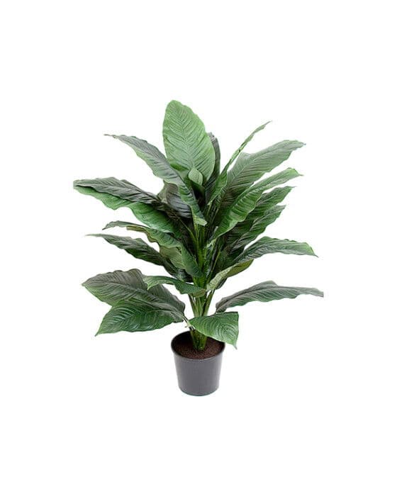 Viirivehka-ruukkukasvi, vihreä