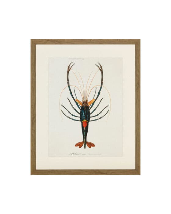 Crayfish 1