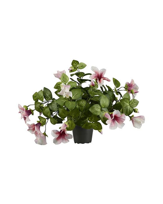 Petunia ruukkukasvi vaaleanpunainen