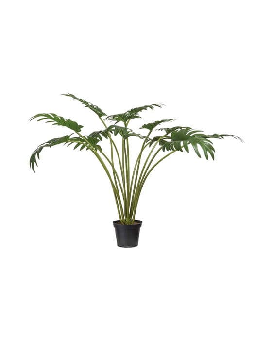 Philodendron-ruukkukasvi