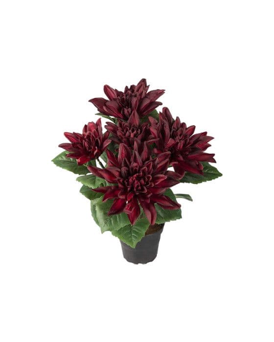 Dahlia Potted Plant Wine Red