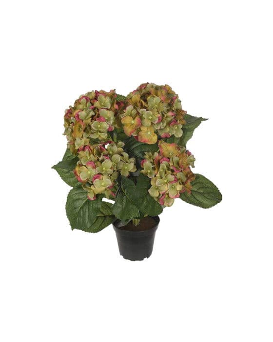 Hortensia-ruukkukasvi, vihreä