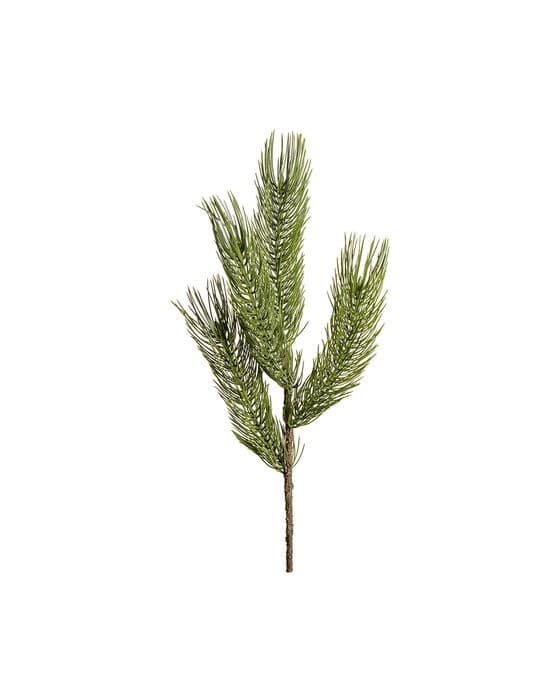 Forrest-männynoksa, leikkokukka, vihreä