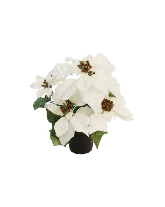 Joulutähti-tekokukka, valkoinen