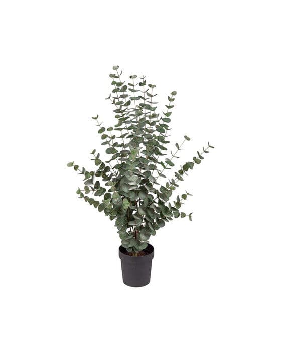 Eucalyptus Potted Plant