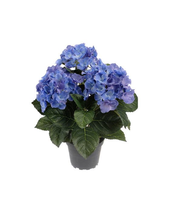 Hortensia-ruukkukasvi, sininen
