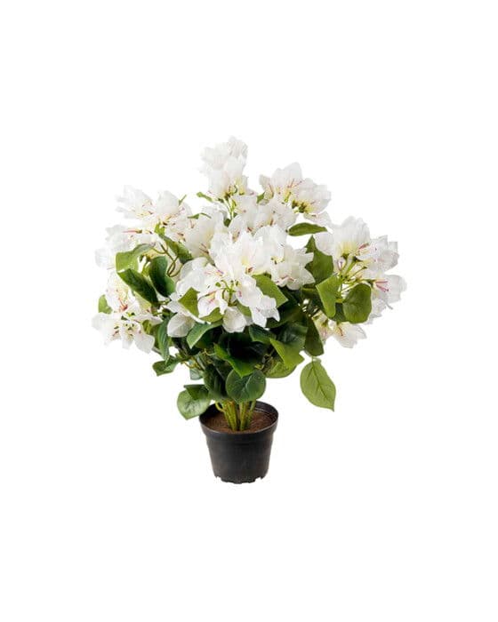 Bougainvillea-ruukkukukka, valkoinen