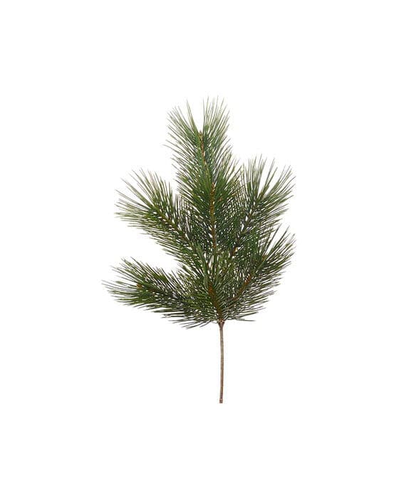 Mäntypuun oksa leikkokukka vihreä