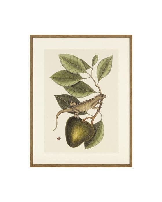 Lizard And Fruit Branch