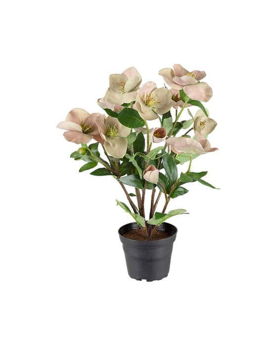 Jouluruusu-tekokasvi, vaaleanpunainen