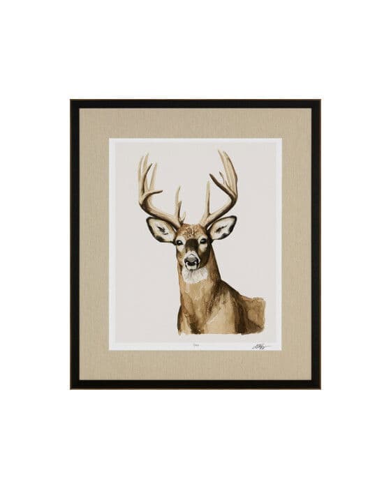 Handsome Whitetail I