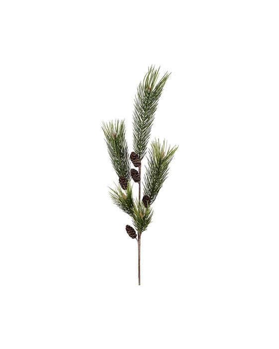 Mäntyoksa kävyillä vihreä