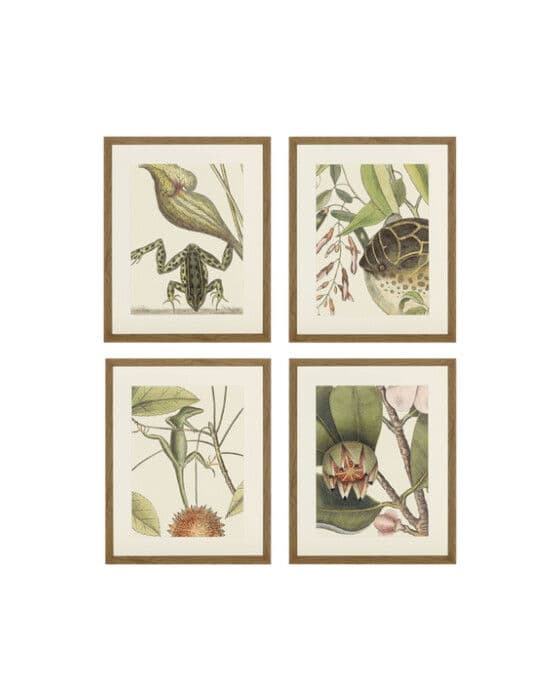 Frog, Balsam, Lizard, Fish (set of 4)