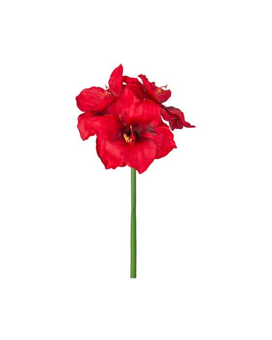 Amaryllis-leikkokukka, punainen