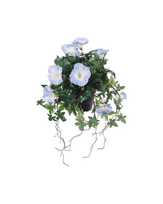 Ipomoea tricolor-ruukkukasvi, sininen