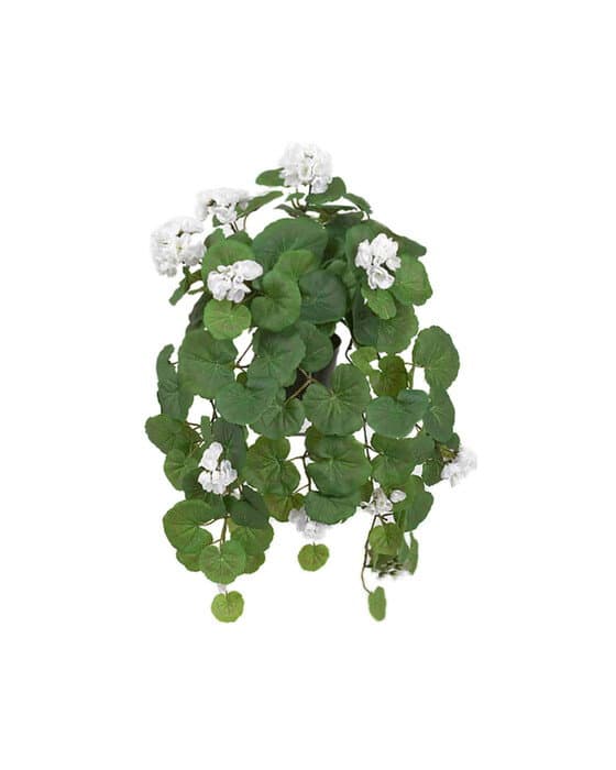 Amppelipelargoni ruukkukasvi valkoinen