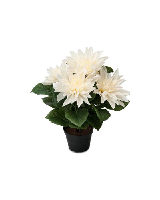 Dahlia-ruukkukasvi valkoinen