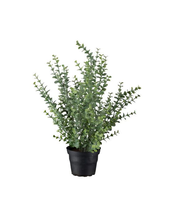 Eukalyptus-ruukkukasvi, vihreä