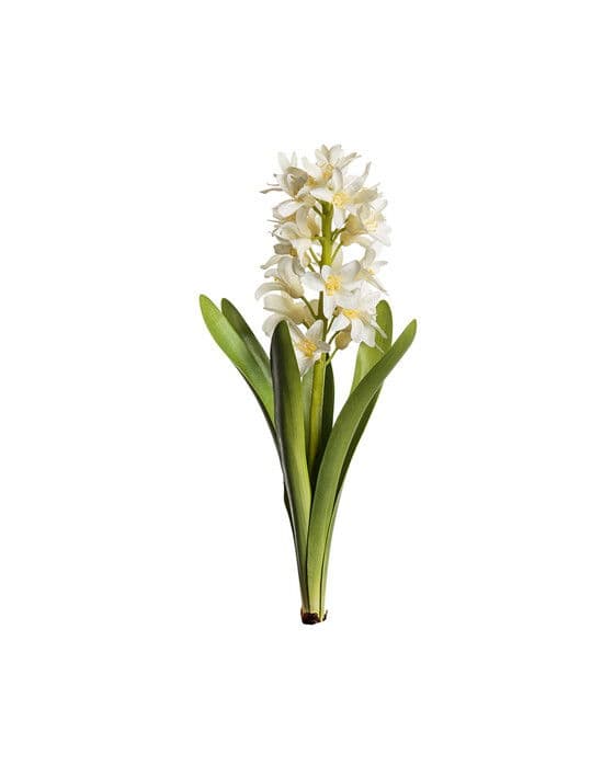 Hyacint leikkokukka valkoinen