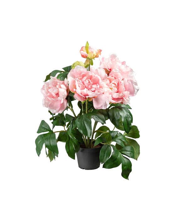 Pioni-ruukkukukka, vaaleanpunainen