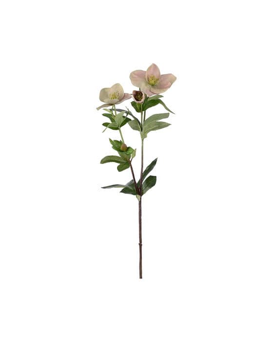 Jouluruusu-leikkokukka, vaaleanpunainen