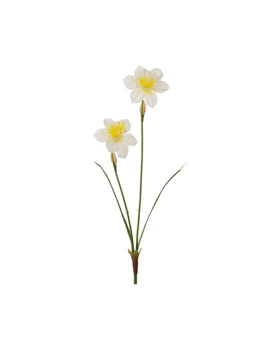 Vaaleankeltainen narsissin leikkokukka