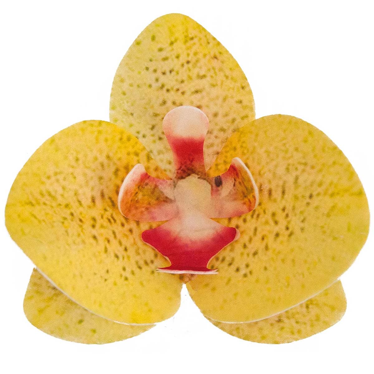 Syötävät Vohvelikukat - Keltainen Orkidea, 10kpl