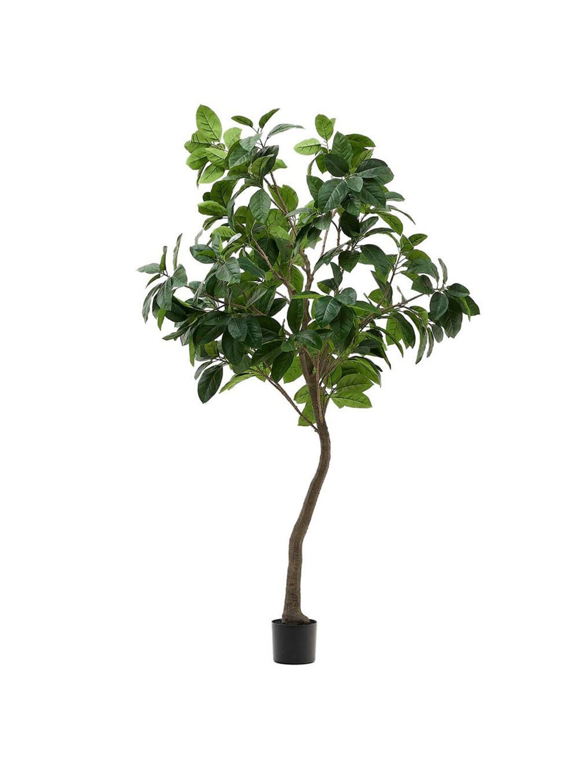 Ficus-tekokasvi k 210 cm – Kave Home