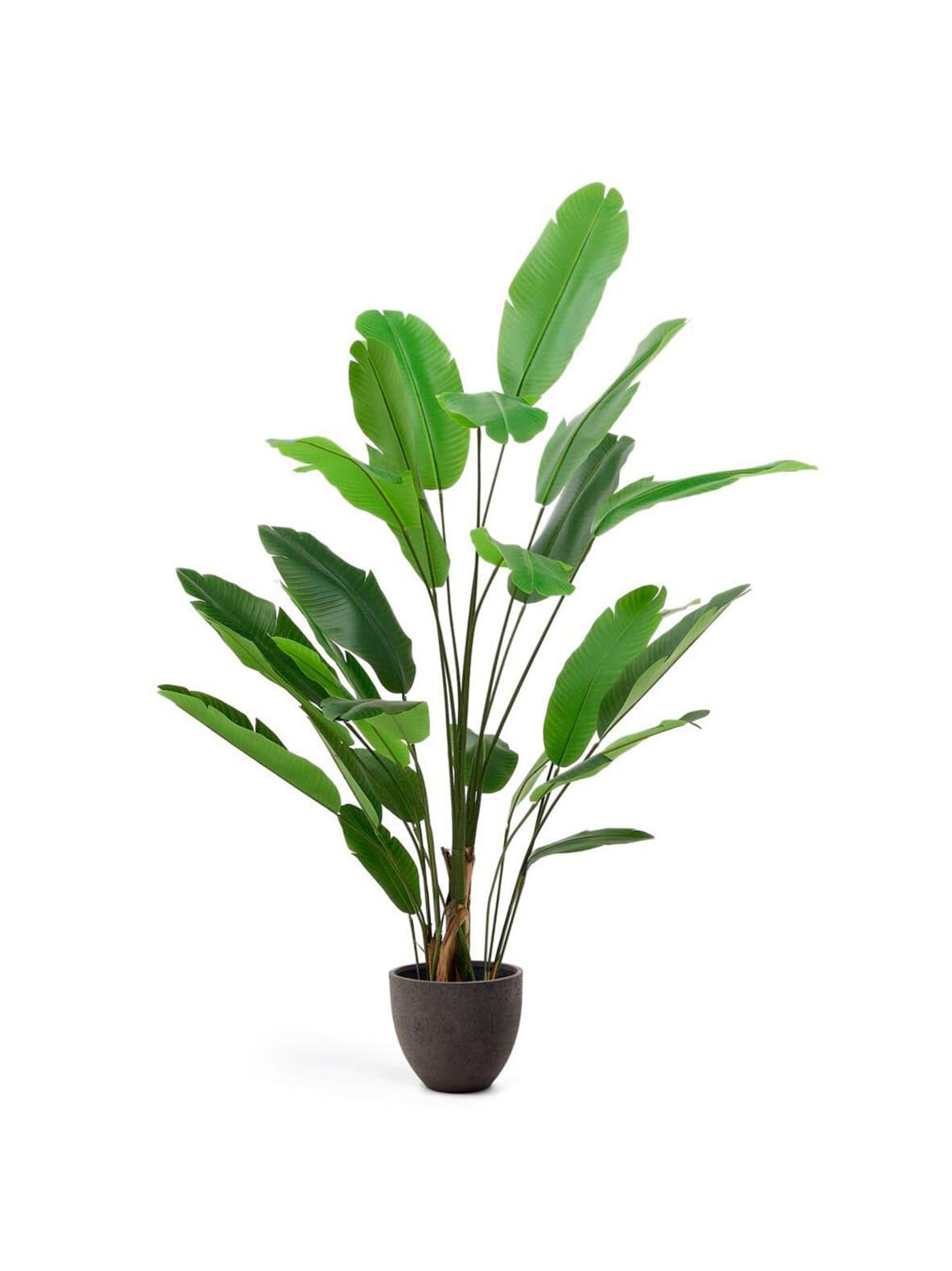 Banana-tekokasvi k 210 cm – Kave Home