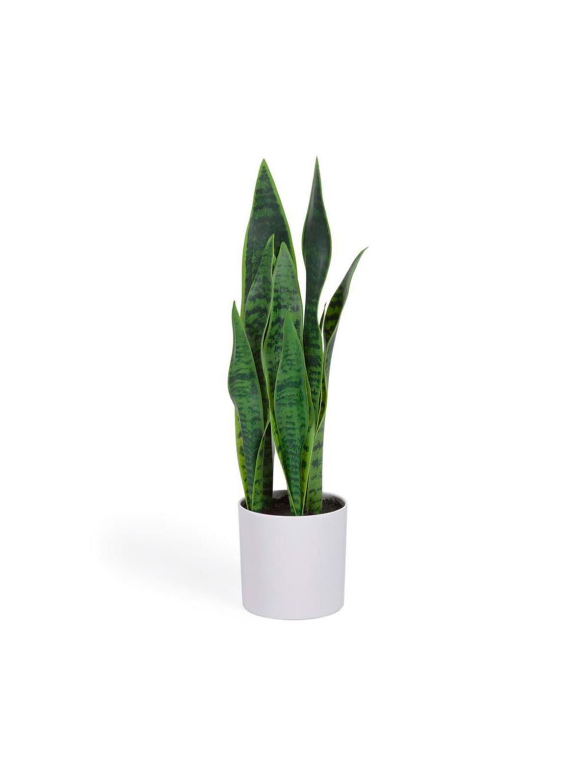 Sansevieria-tekokasvi k 55 cm – Kave Home