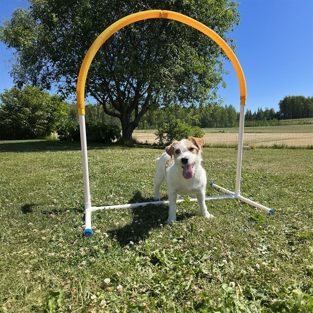 Hoopers Hoop PetEasy – PetEasy