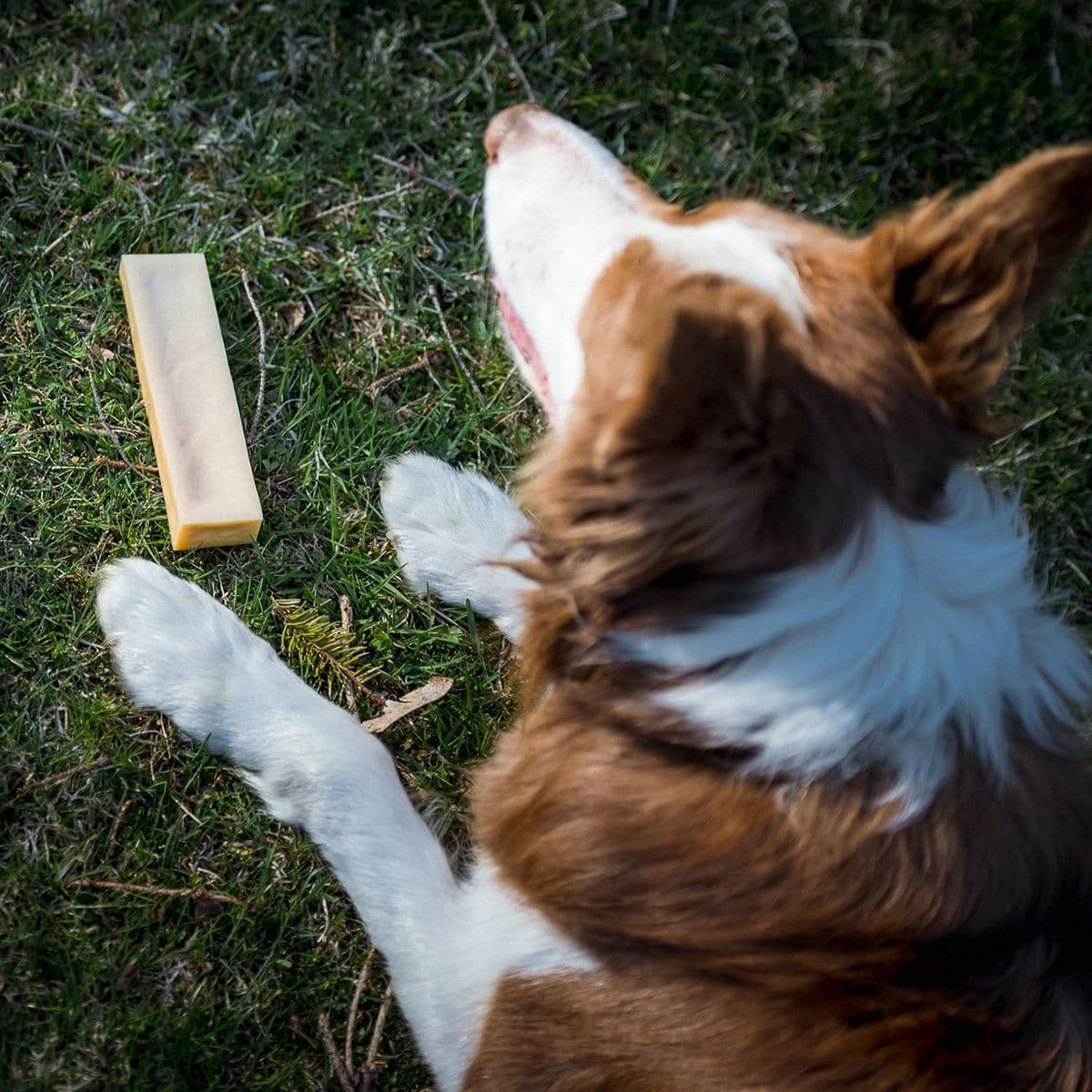 Effe Chews juustoluu, kurkuma – Effe Chews