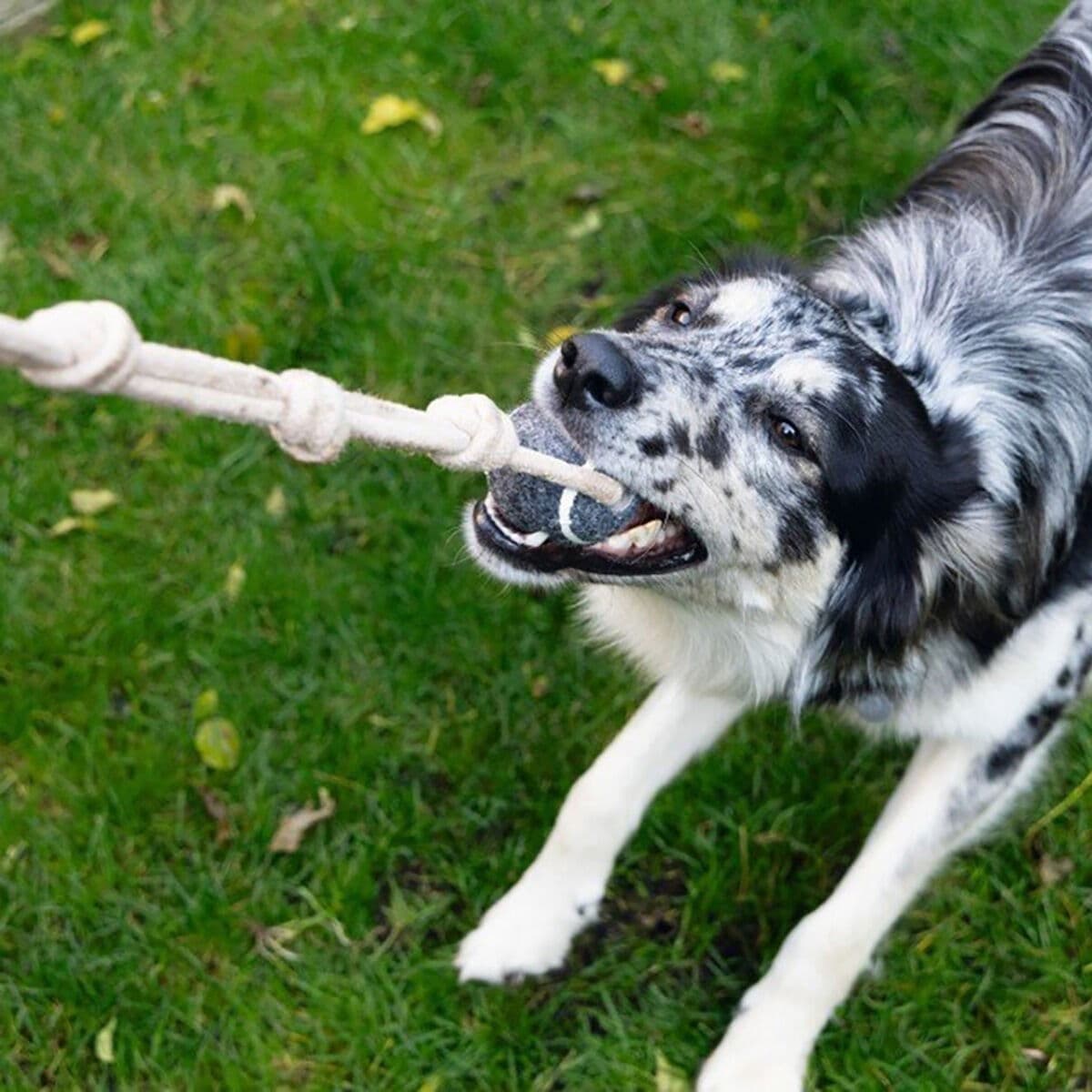 Beeztees tennispallo köydellä – Beeztees