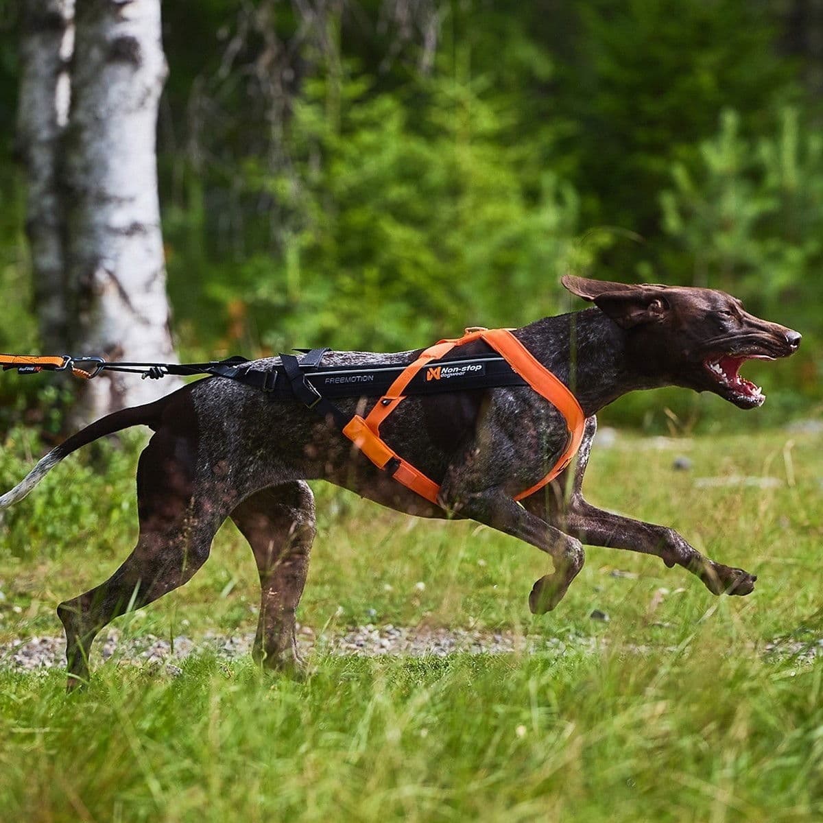 Non-Stop Freemotion valjaat 5.0 musta/oranssi – Non-stop dogwear