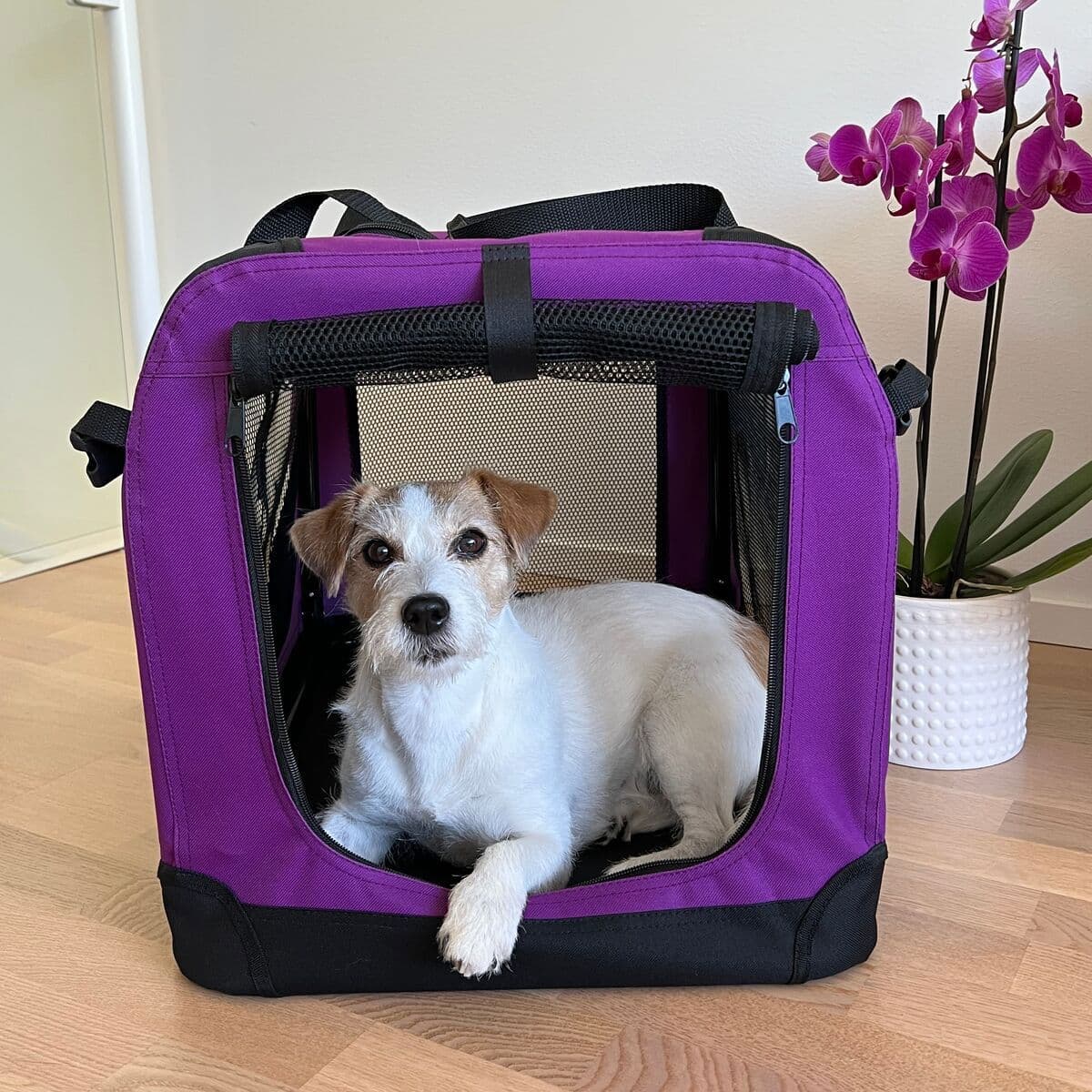 Nylonhäkki PetEasy, violetti – PetEasy