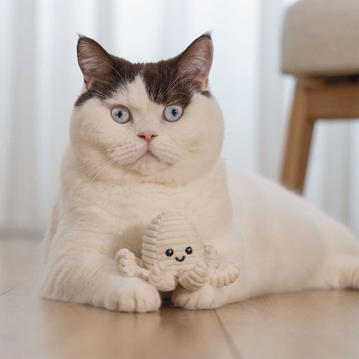Beeztees Eco Cat Octopus Nome – Beeztees