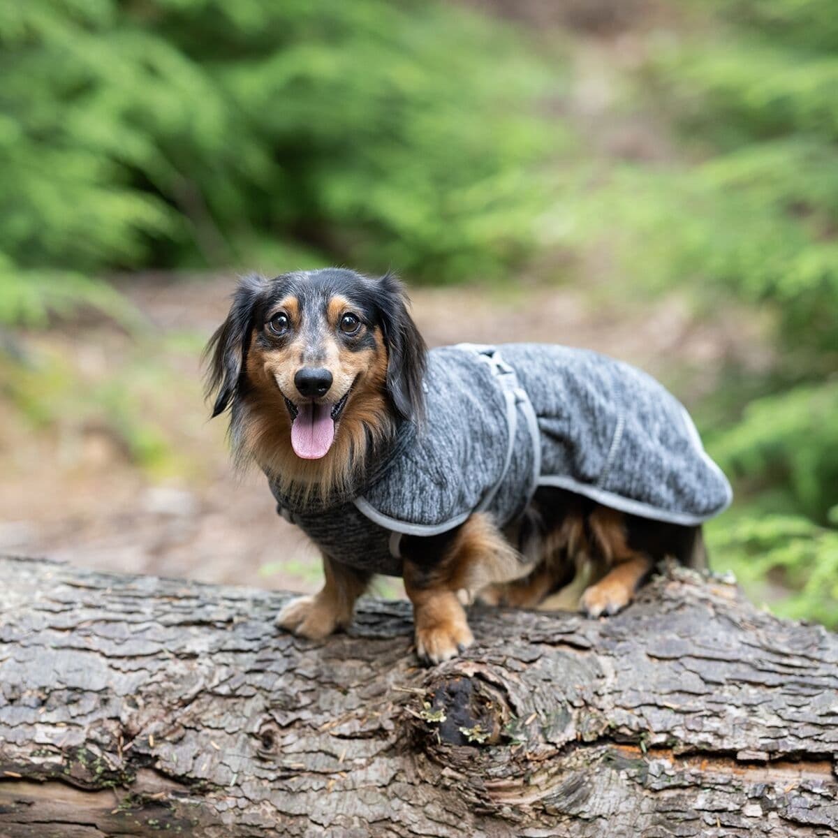 Icepeak Flen välikausitakki, harmaa – Icepeak Pet