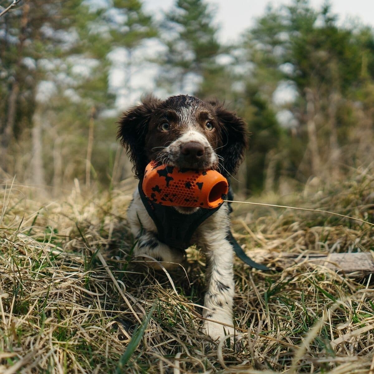 Non-Stop Dog kuminen aktivointilelu – Non-stop dogwear