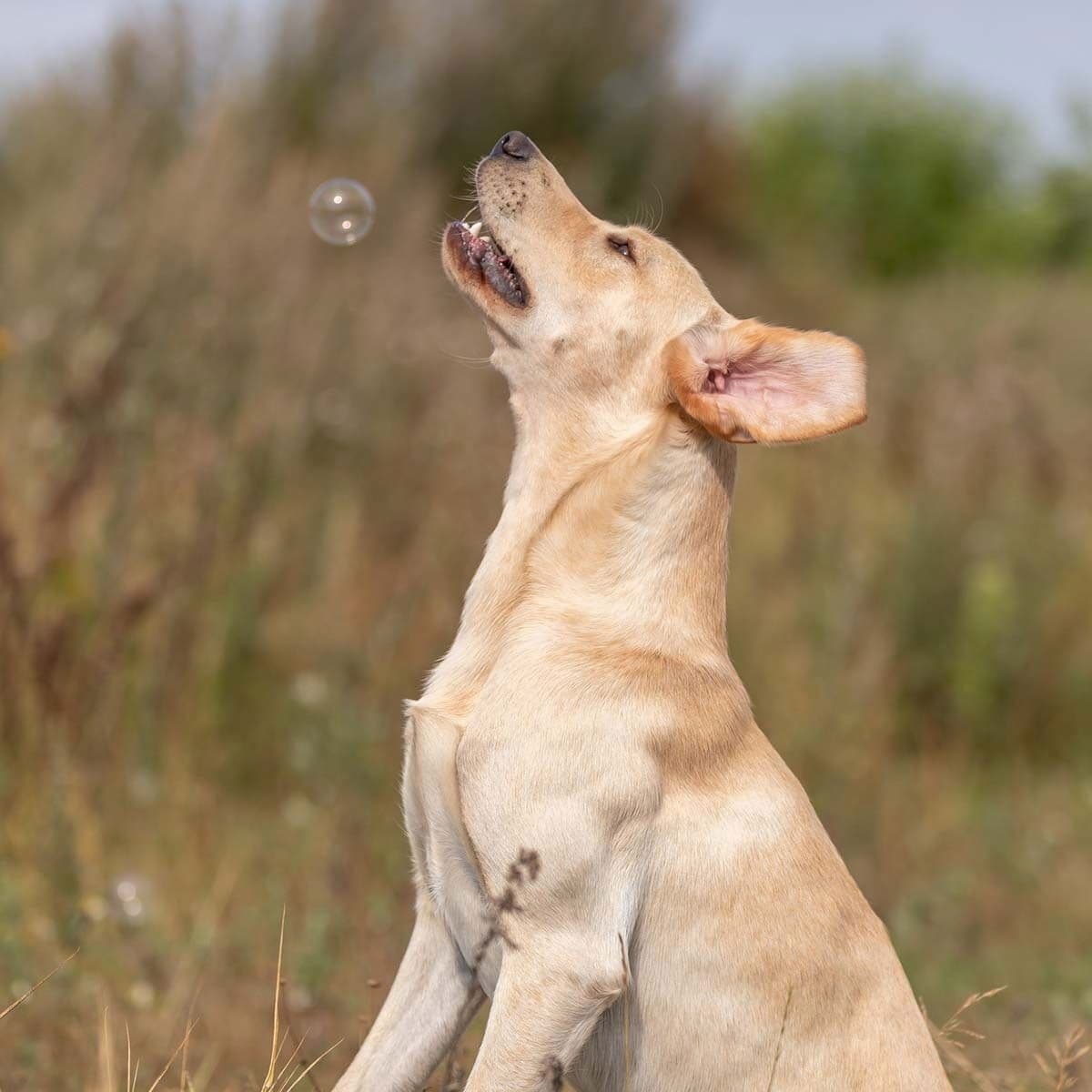 TR pekonikuplat 120 ml – Trixie