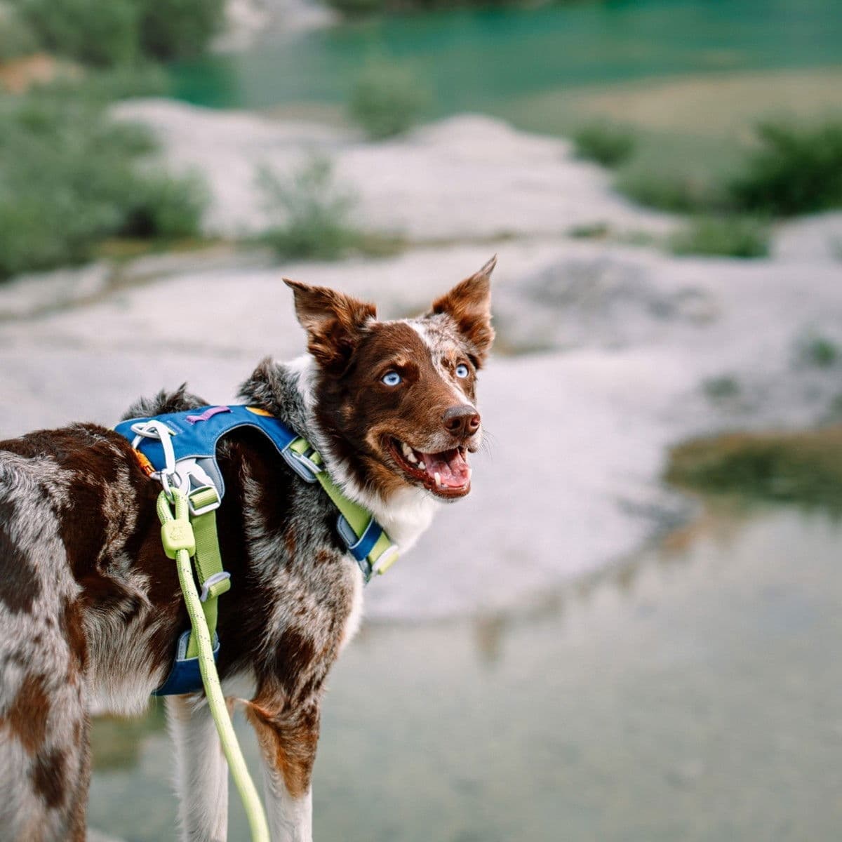 Woolly Wolf Alpha 360 valjaat, Deep Teal Mix – Woolly Wolf
