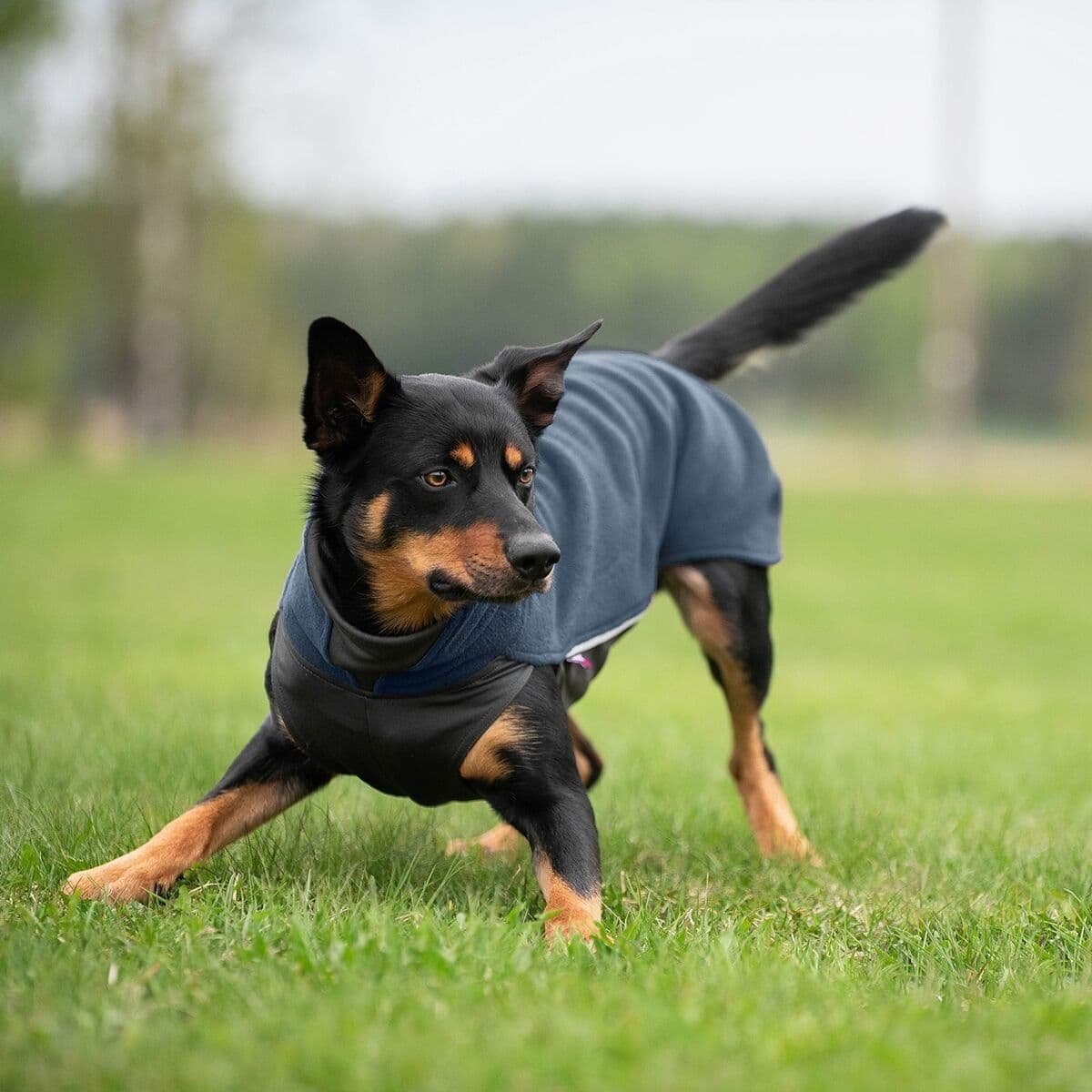 JumppaPomppa Midnight – Pomppa