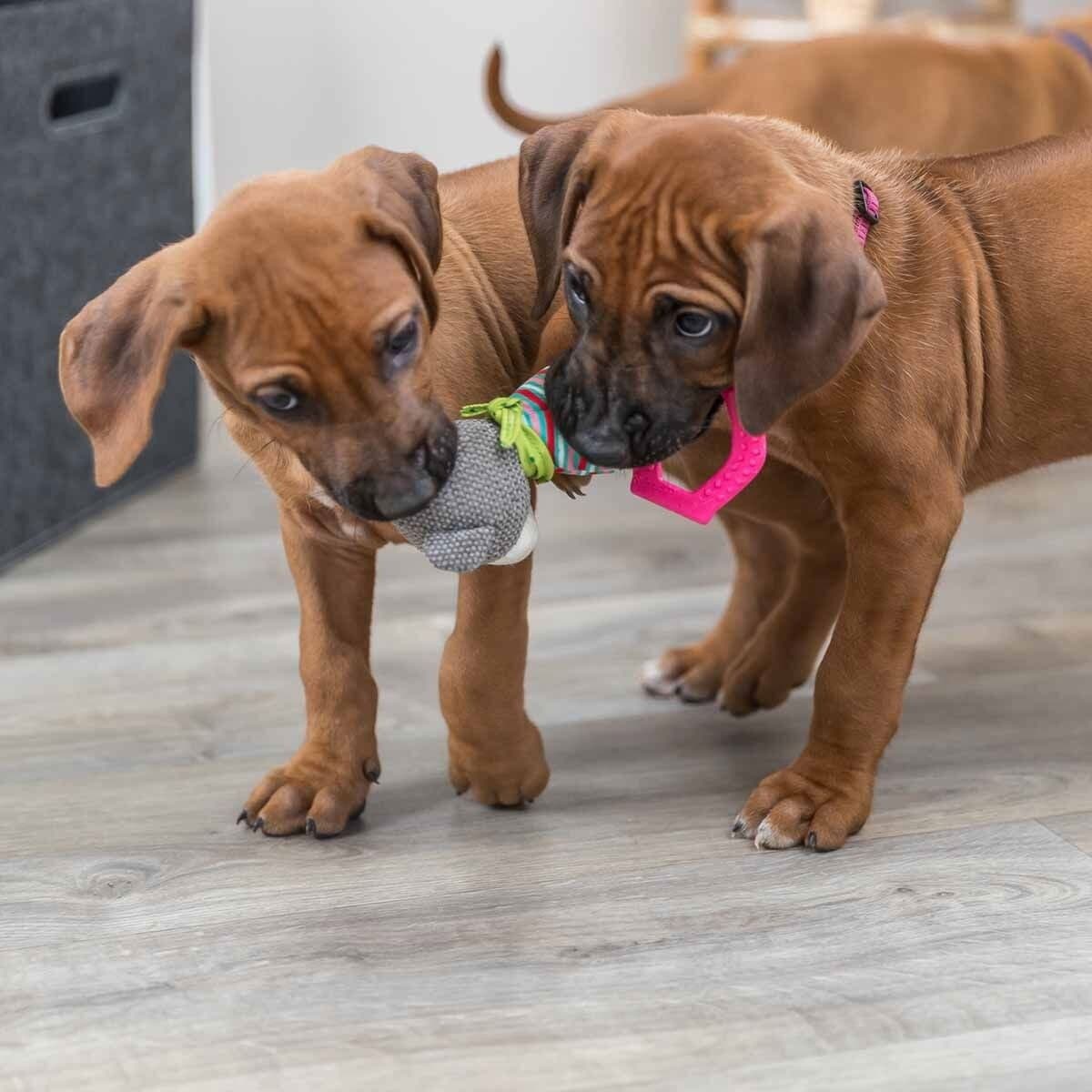 Pehmolelu Trixie Junior Nalle pururenkaalla – Trixie