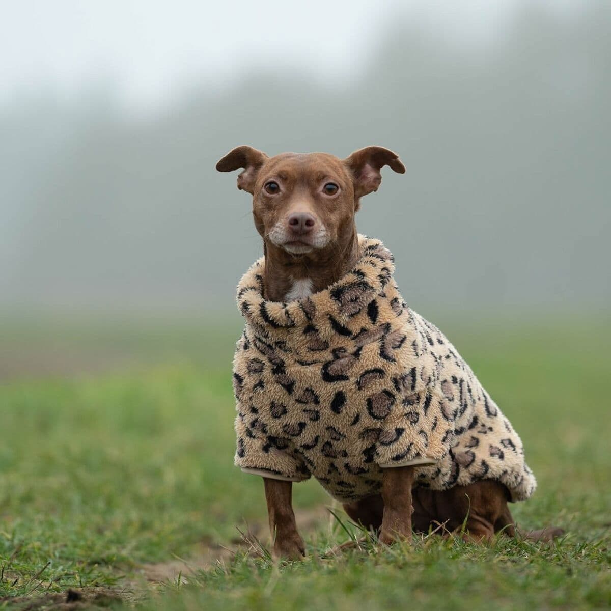 51 Degrees North Turtle Teddy, leopardi – 51 Degrees North