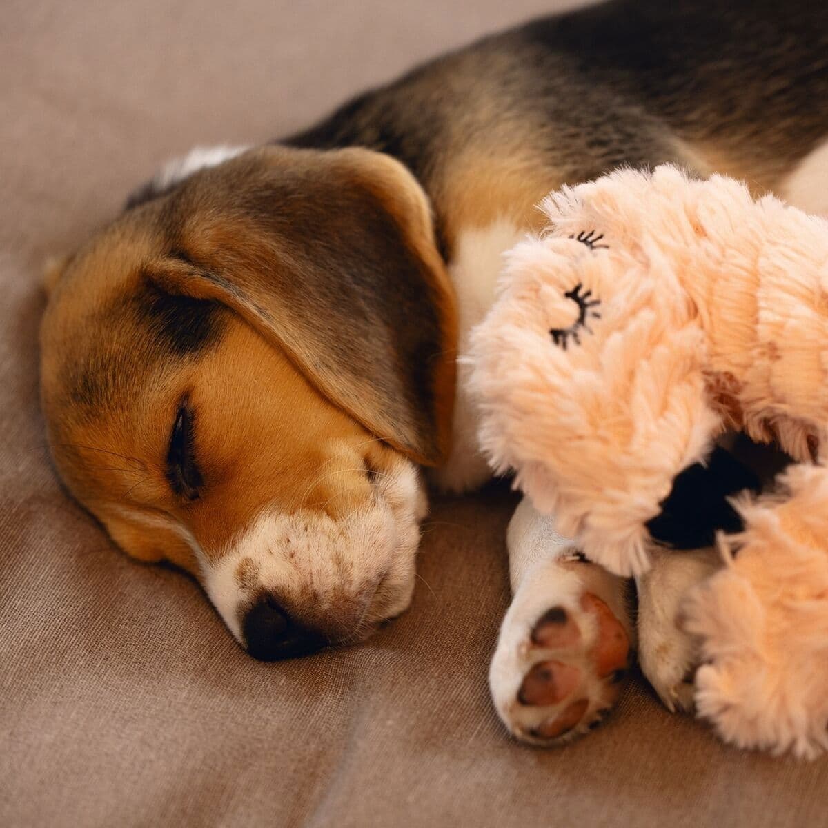 Beeztees Flamingo - pehmolelu sydämenlyöntisimulaattorille – Beeztees